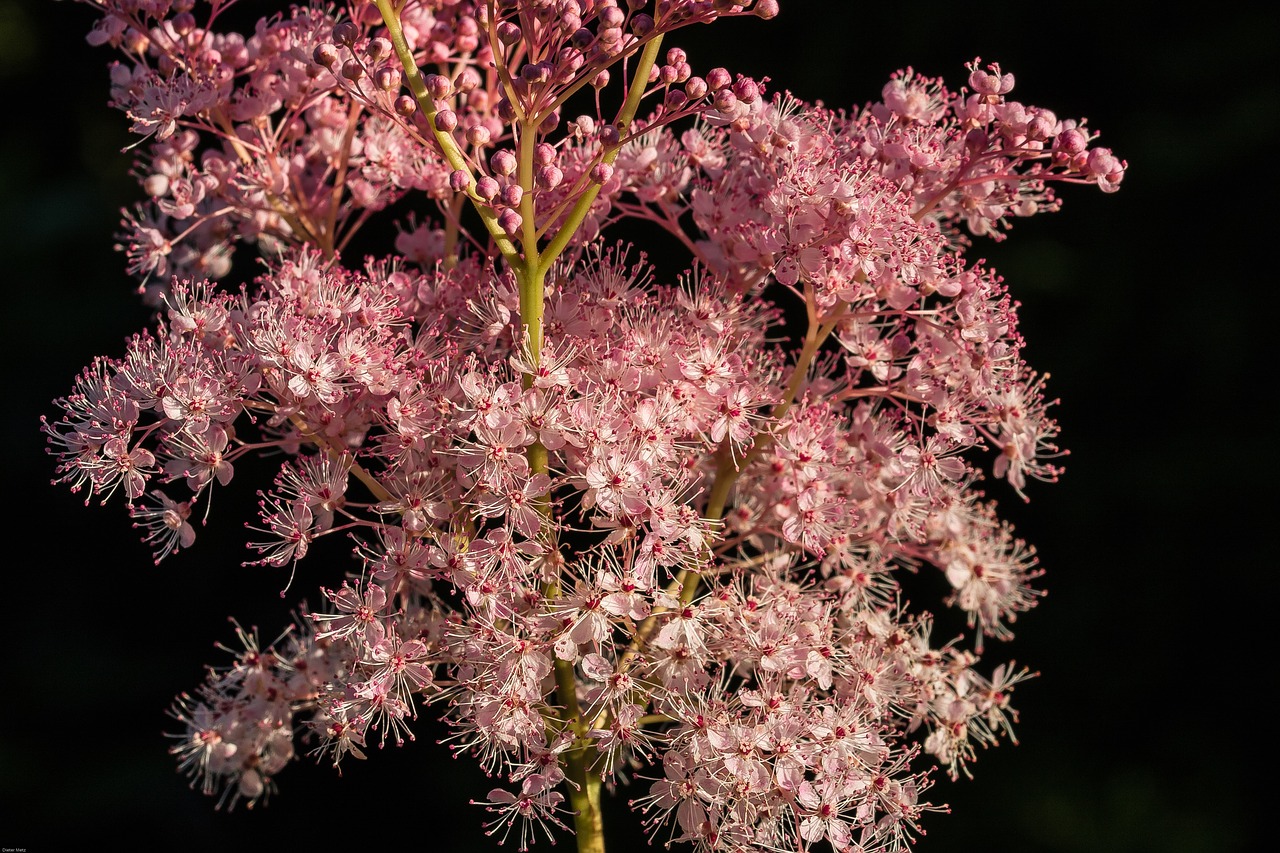 meadowsweet blossom bloom free photo