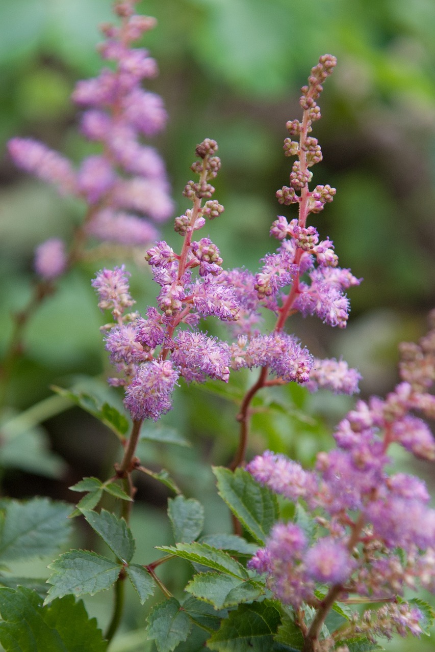 meadowsweet pink flower herbs free photo