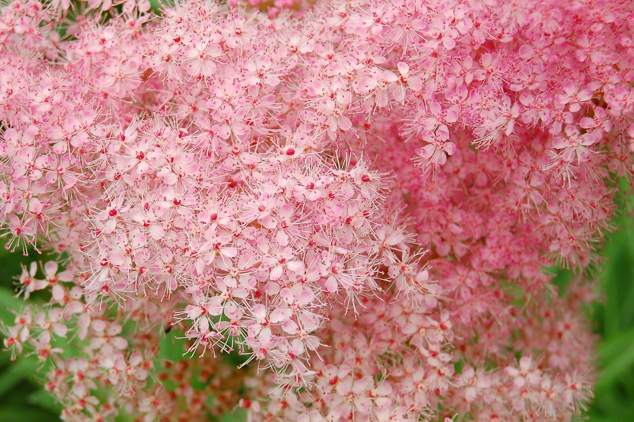 meadowsweet pink plant free photo