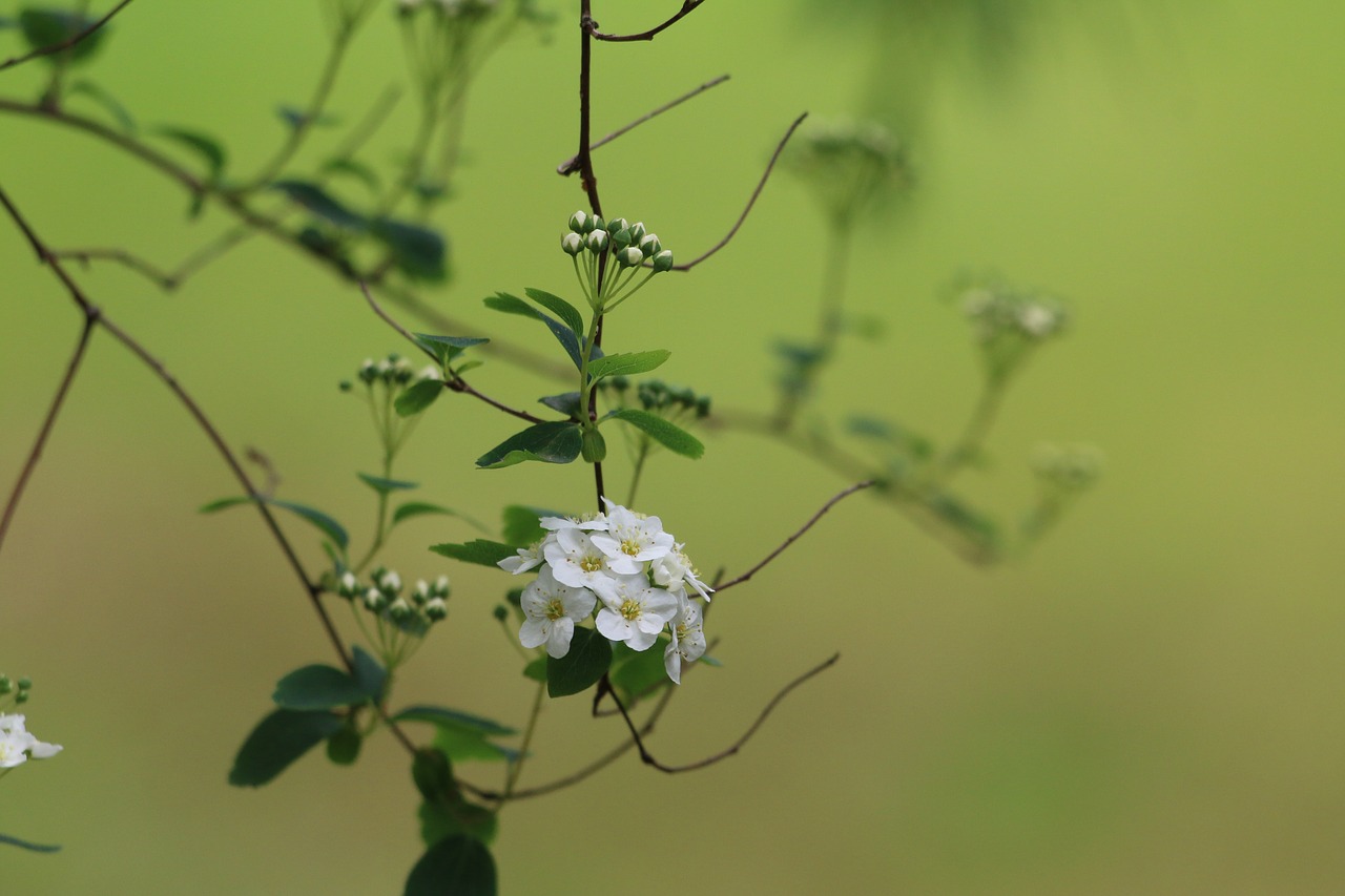 meadowsweet  shrub  nature free photo