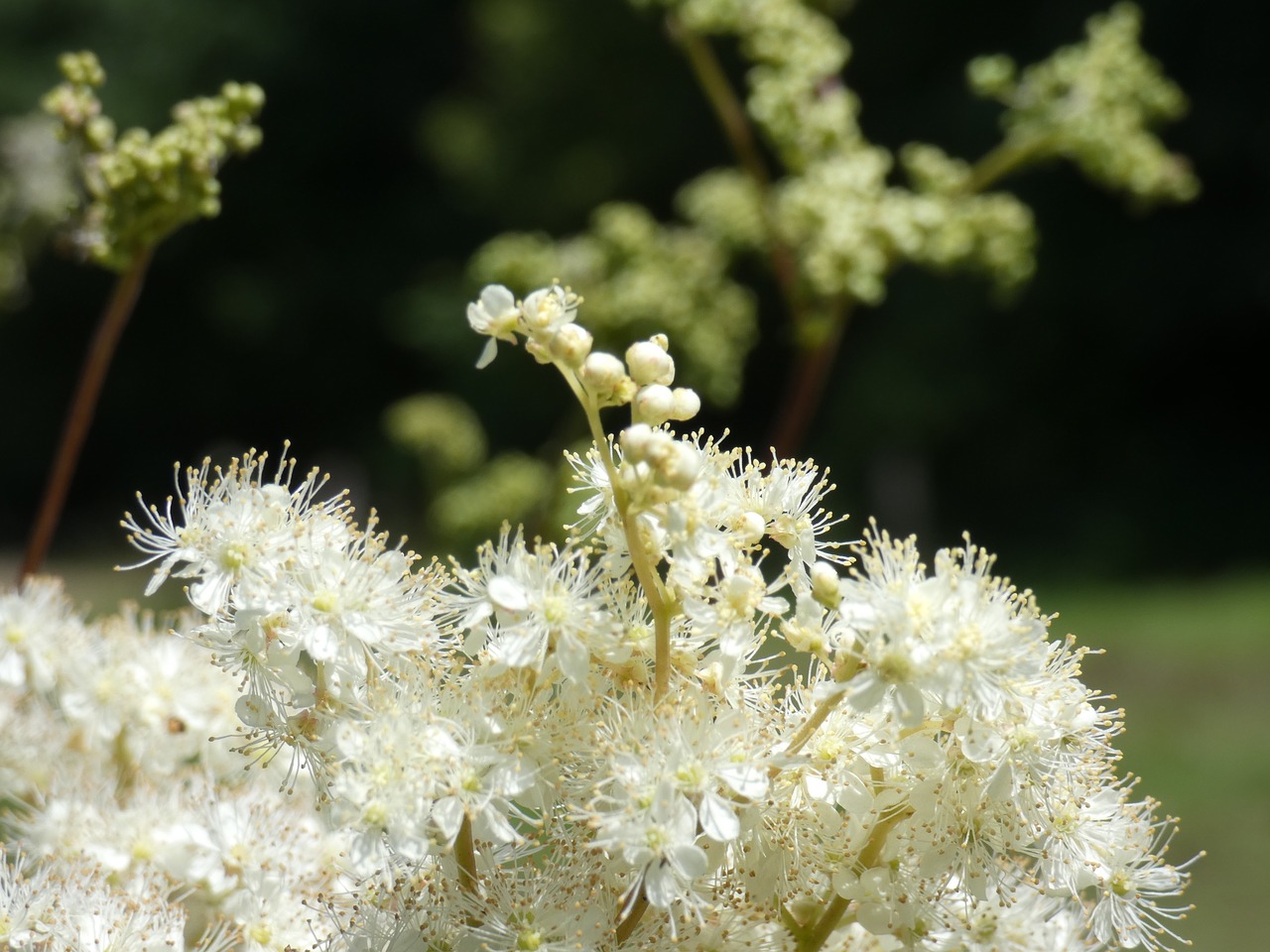 meadowsweet  viking  flower free photo