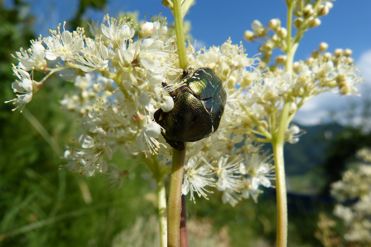 meadowsweet rose beetle flowers free photo