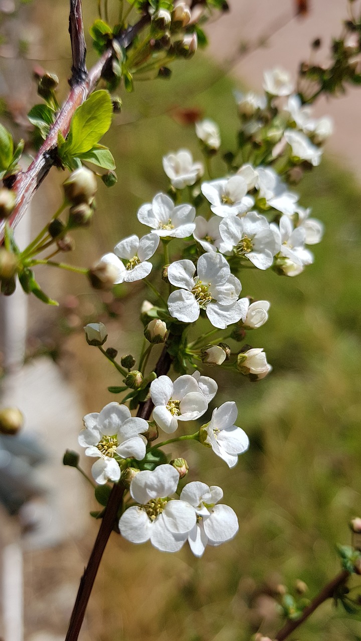 meadowsweet trees  meadowsweet flower  spring flowers free photo