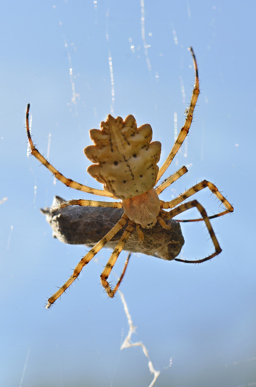 meal of the spider  insect  arachnid free photo