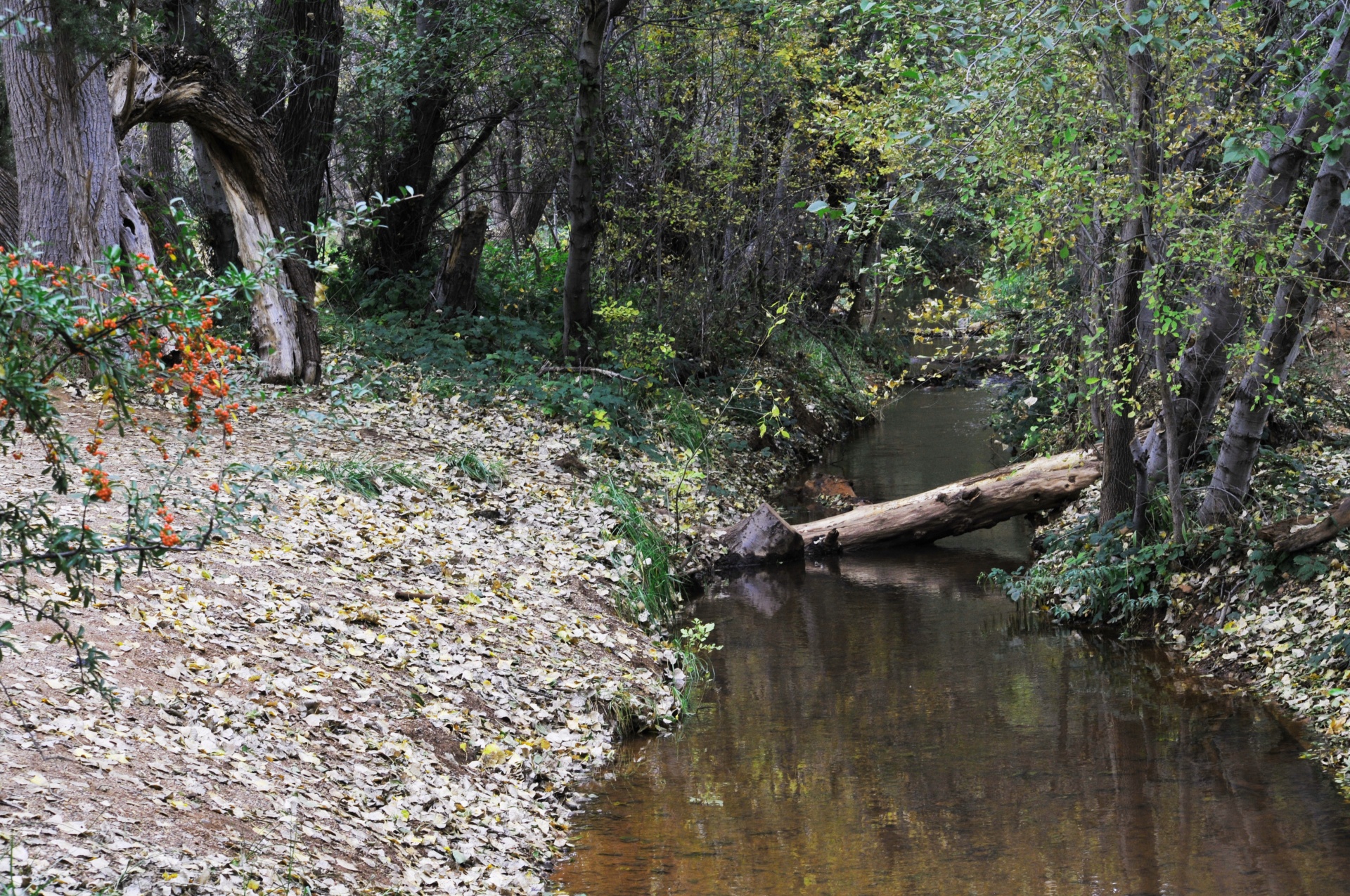 brook river stream free photo