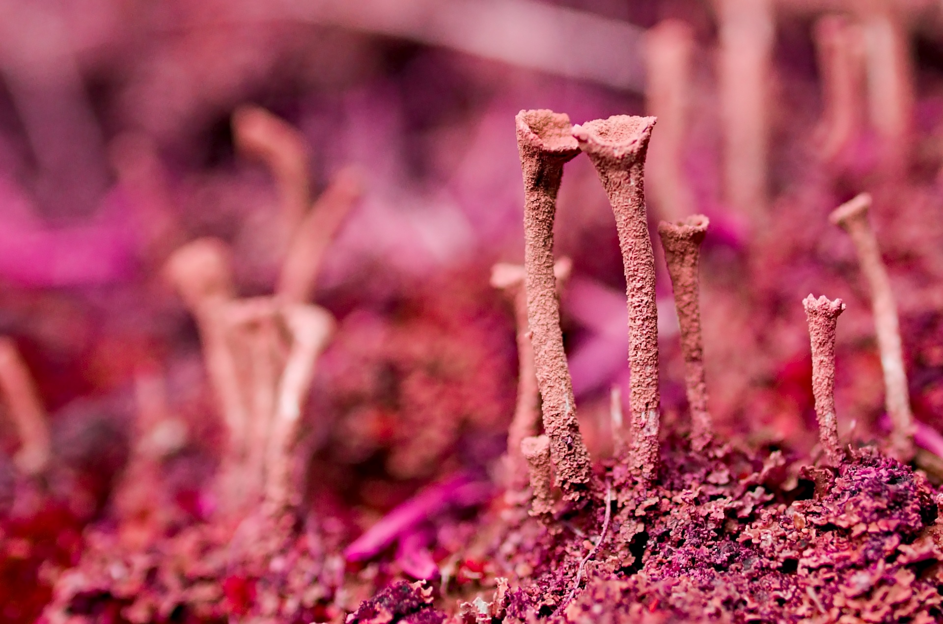 moss pink mushrooms free photo