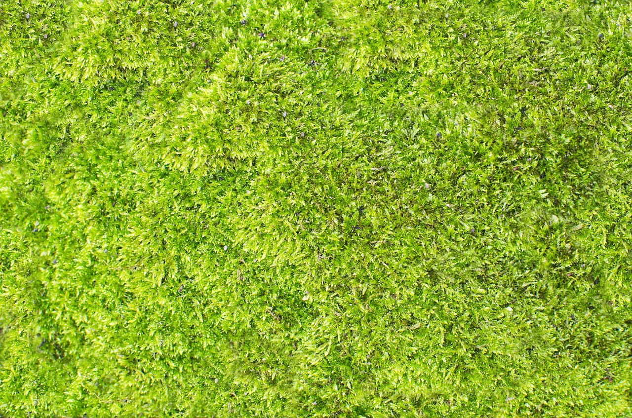 mech tráva zelená free photo