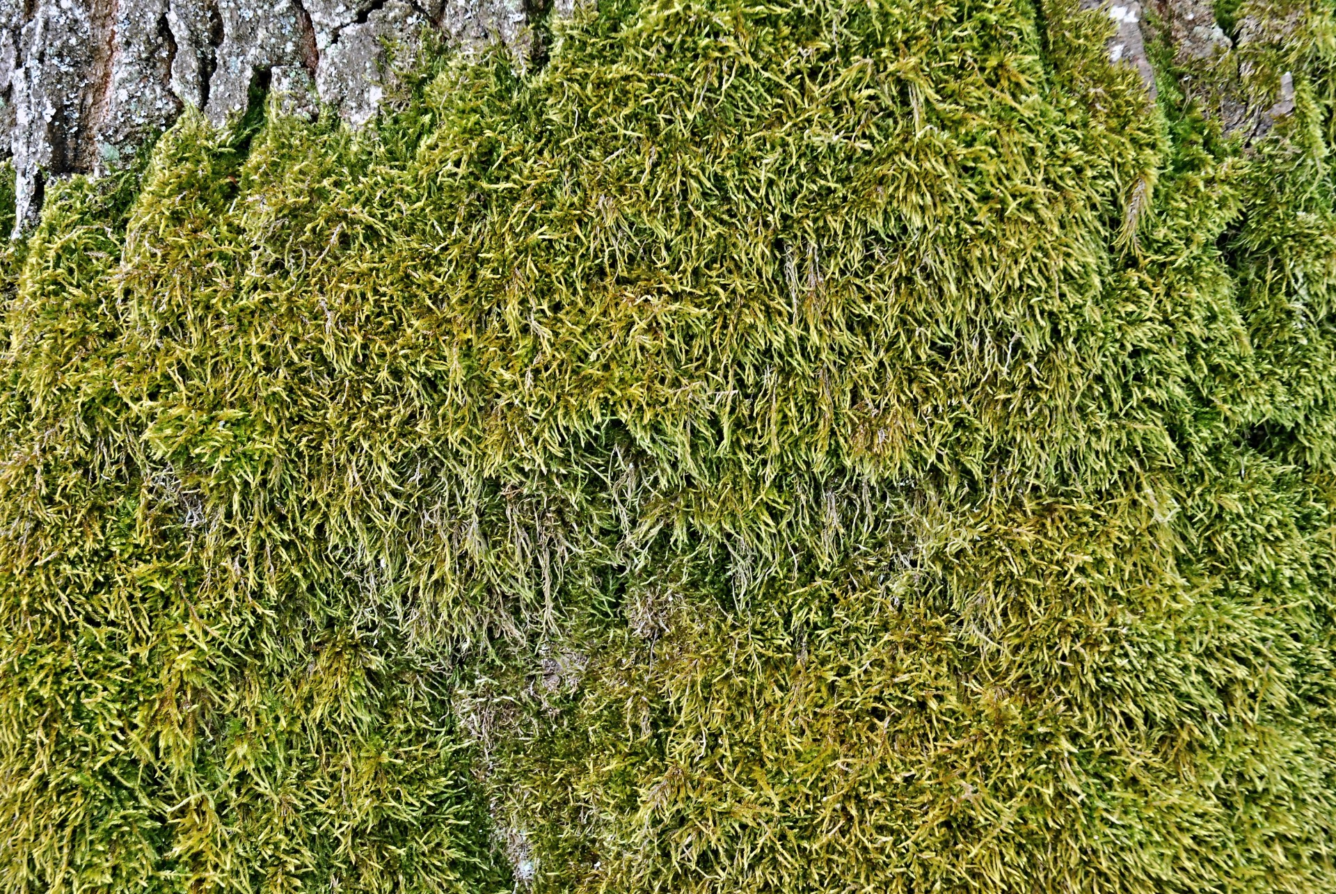 moss trunk oak free photo