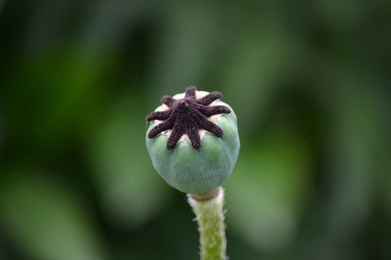 mecklenburg poppy wild free photo