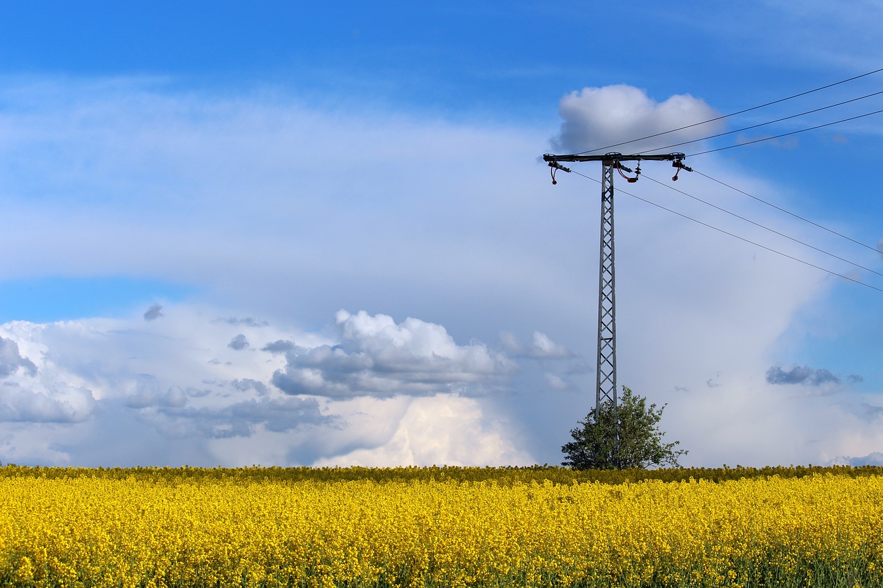 mecklenburg western pomerania  field of rapeseeds  oilseed rape free photo