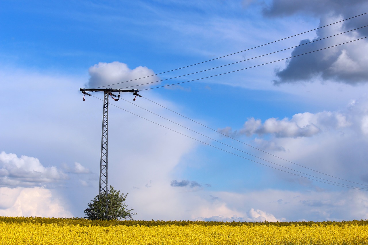 mecklenburg western pomerania  field of rapeseeds  oilseed rape free photo