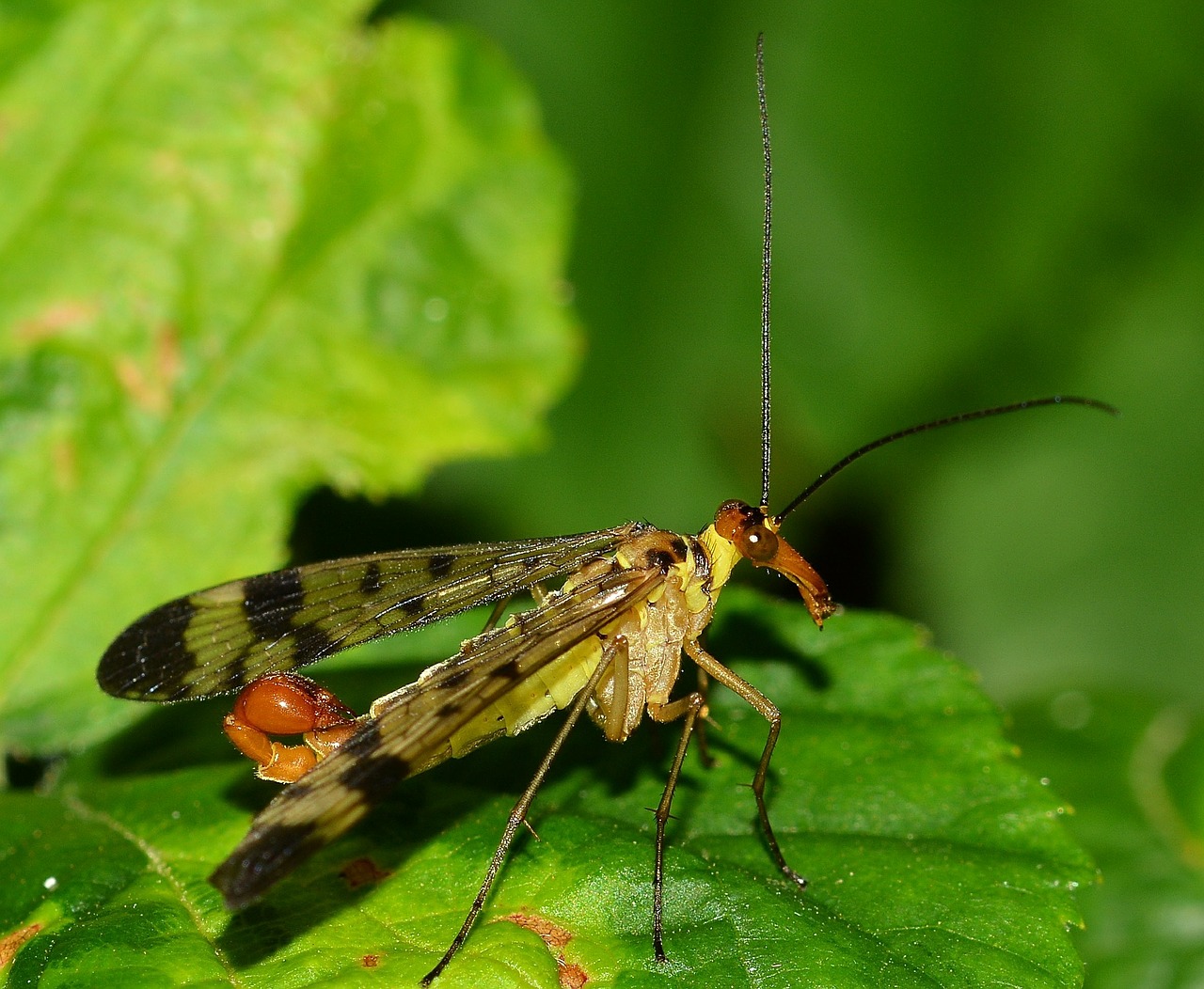 mecoptera insects panaropa free photo