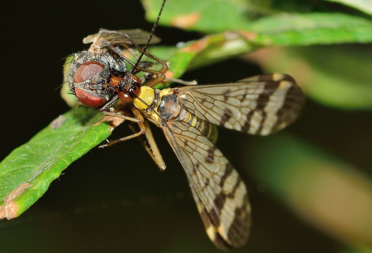 mecoptera insects panaropa free photo