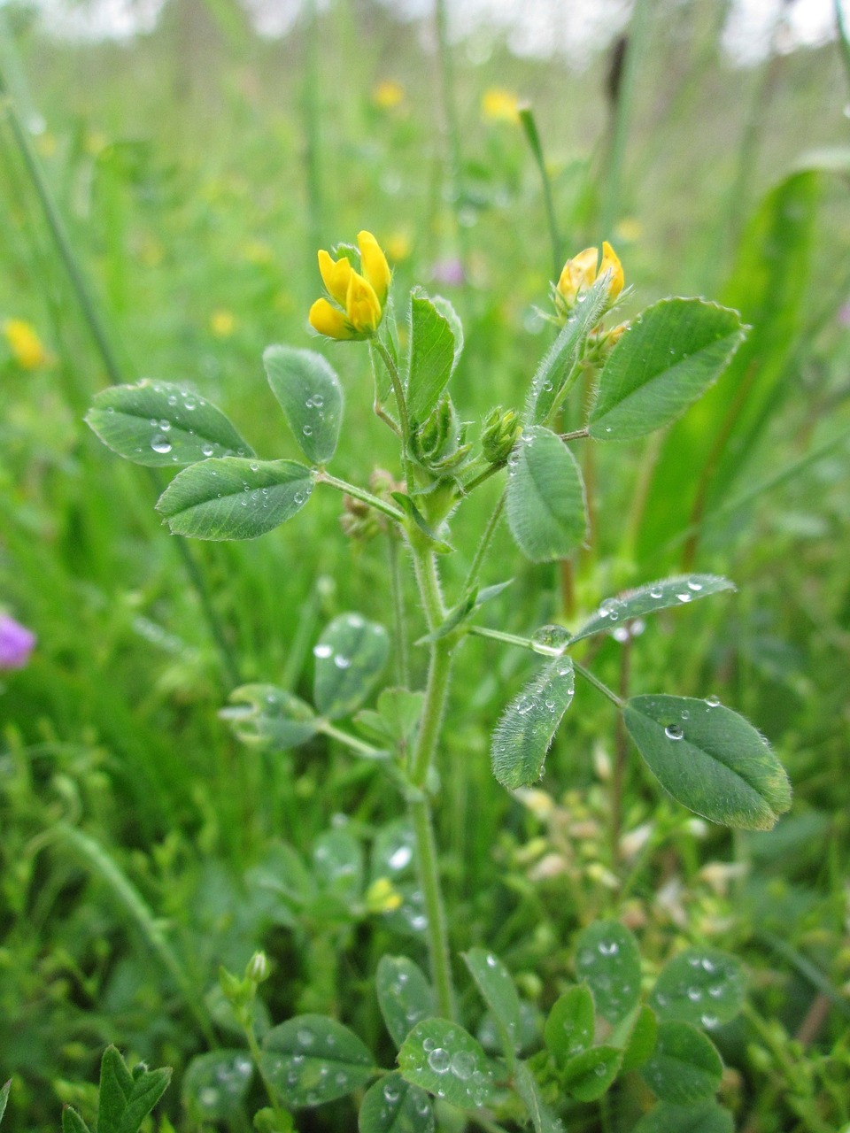 medicago minima bur medick little bur-clover free photo