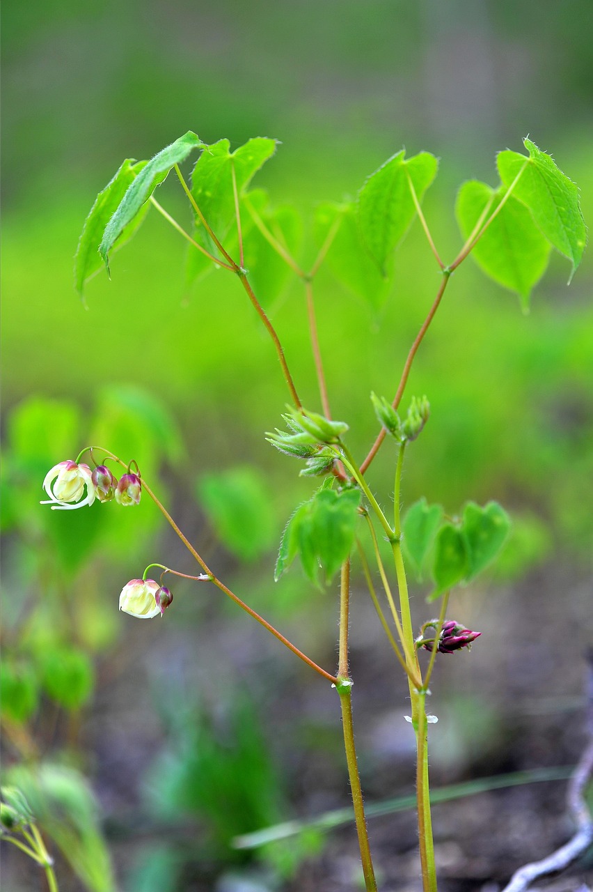 medicinal herbs epimedium health free photo