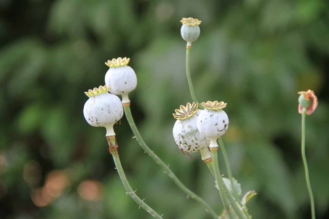 medicinal plant nature garden free photo