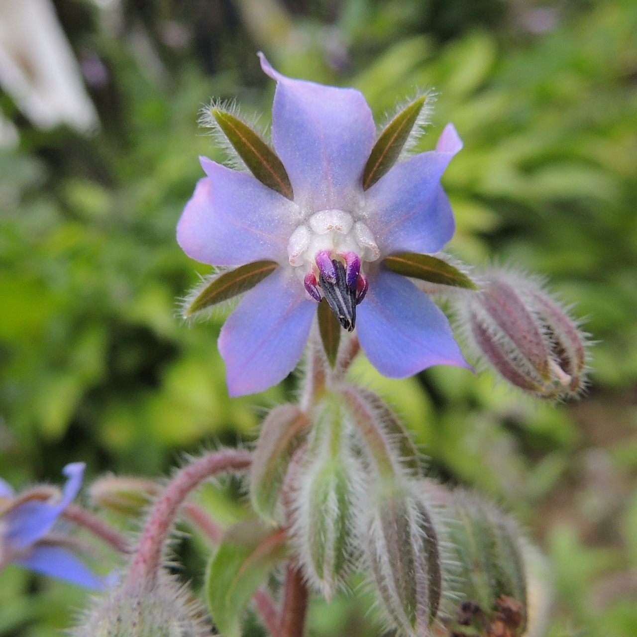 medicinal plant garden herbs close free photo