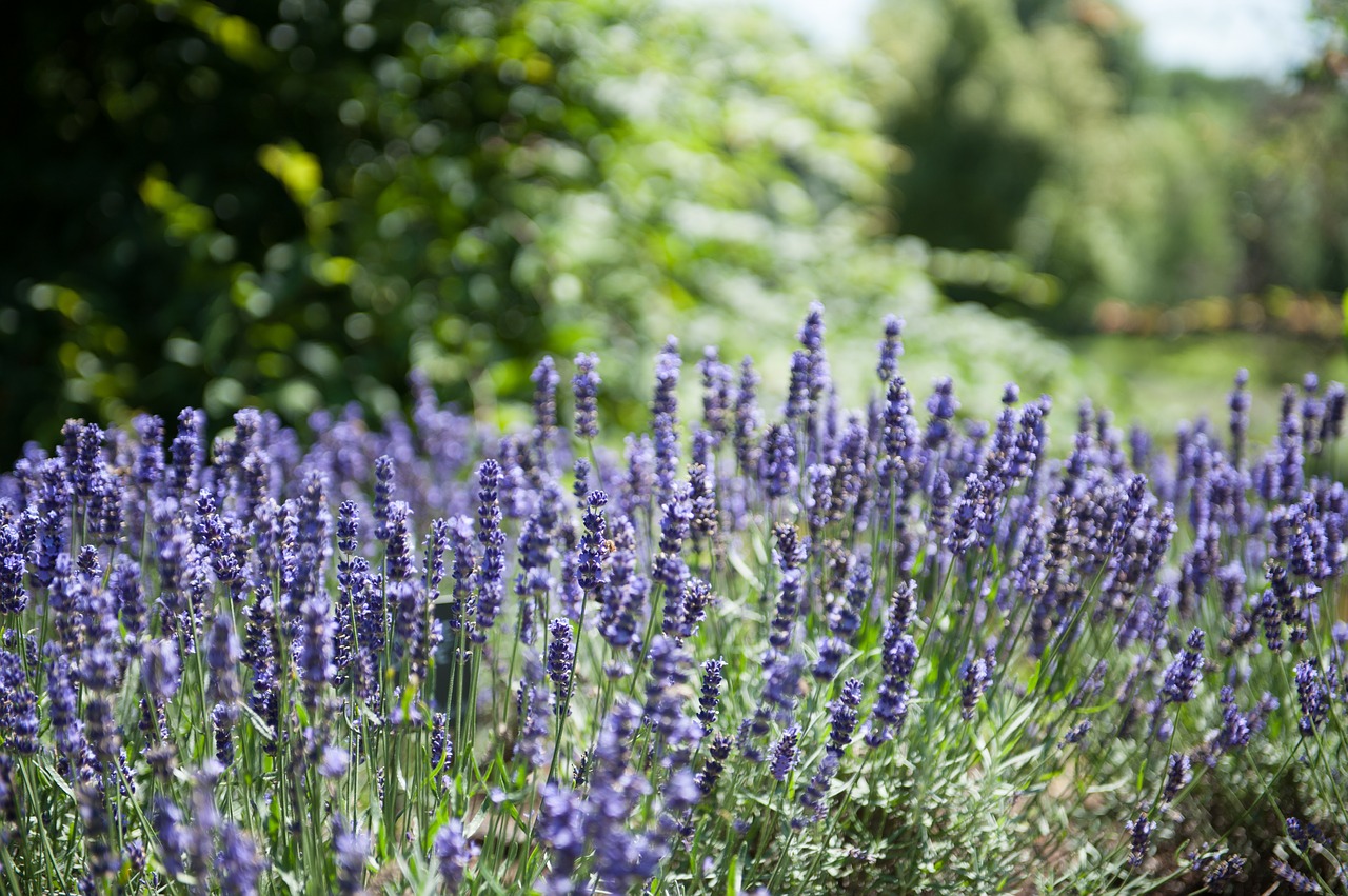 medicinal plants plants lavender free photo