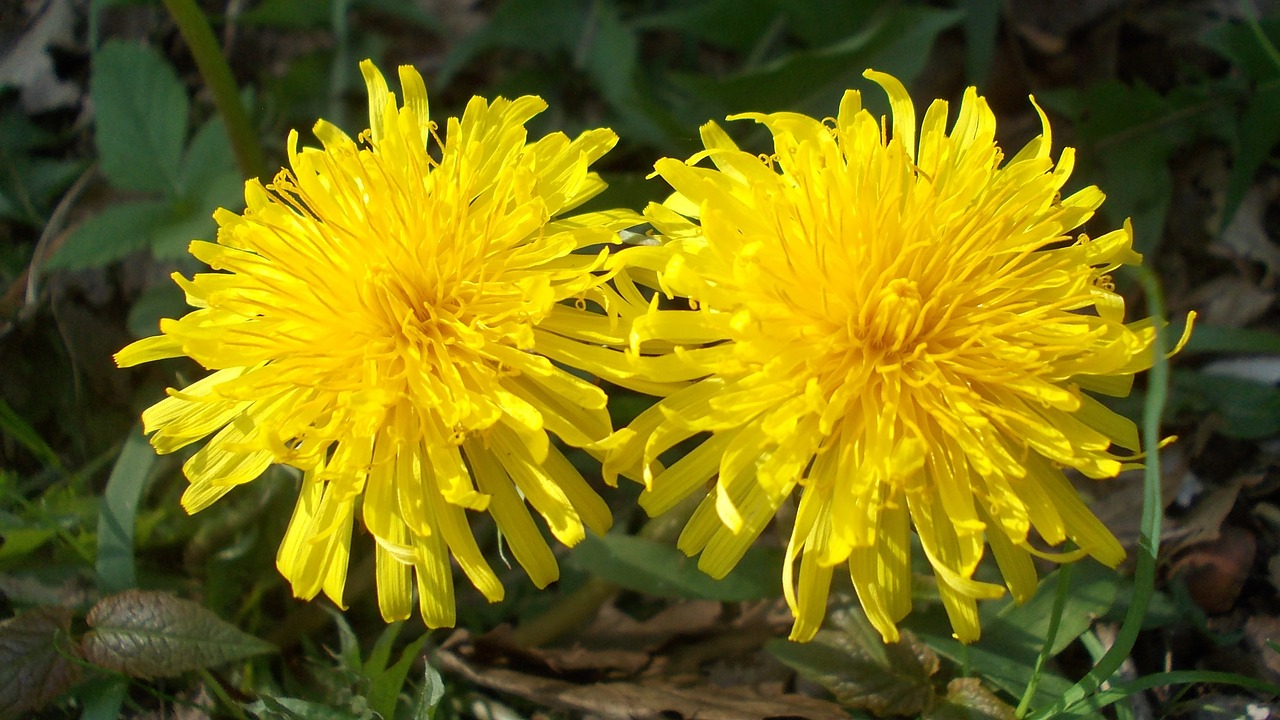 medicinal plants wild flowers the sun free photo