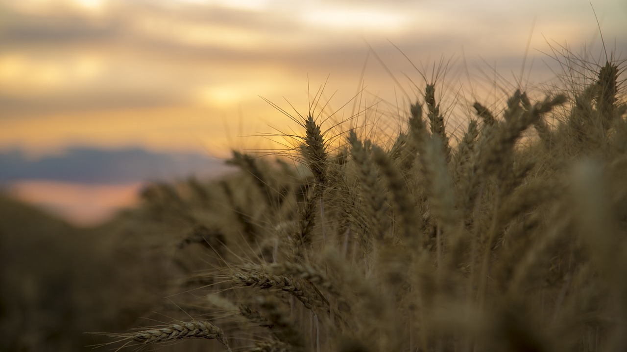 medina sunset wheat free photo