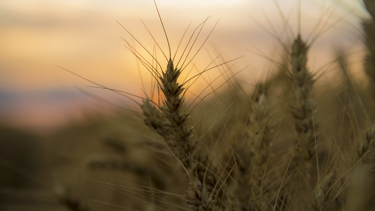 medina sunset wheat free photo