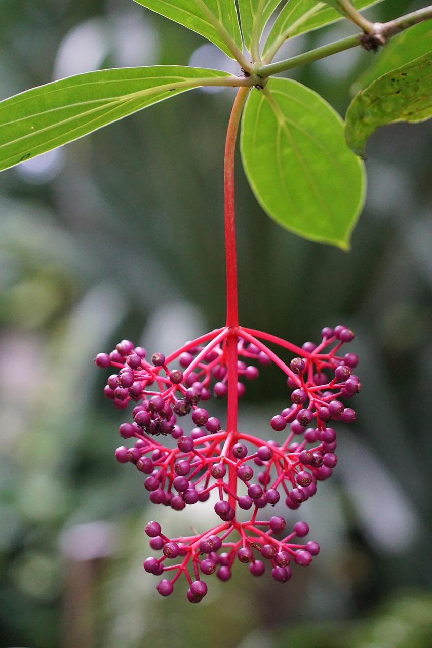 medinilla medinilla magnifica black mouth greenhouse free photo