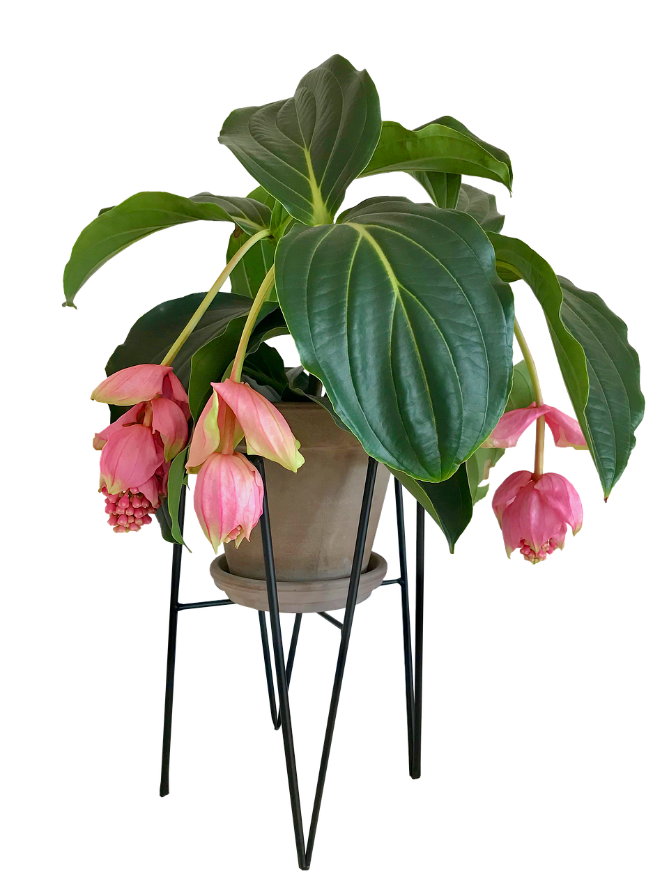 medinilla  flower  house plant free photo