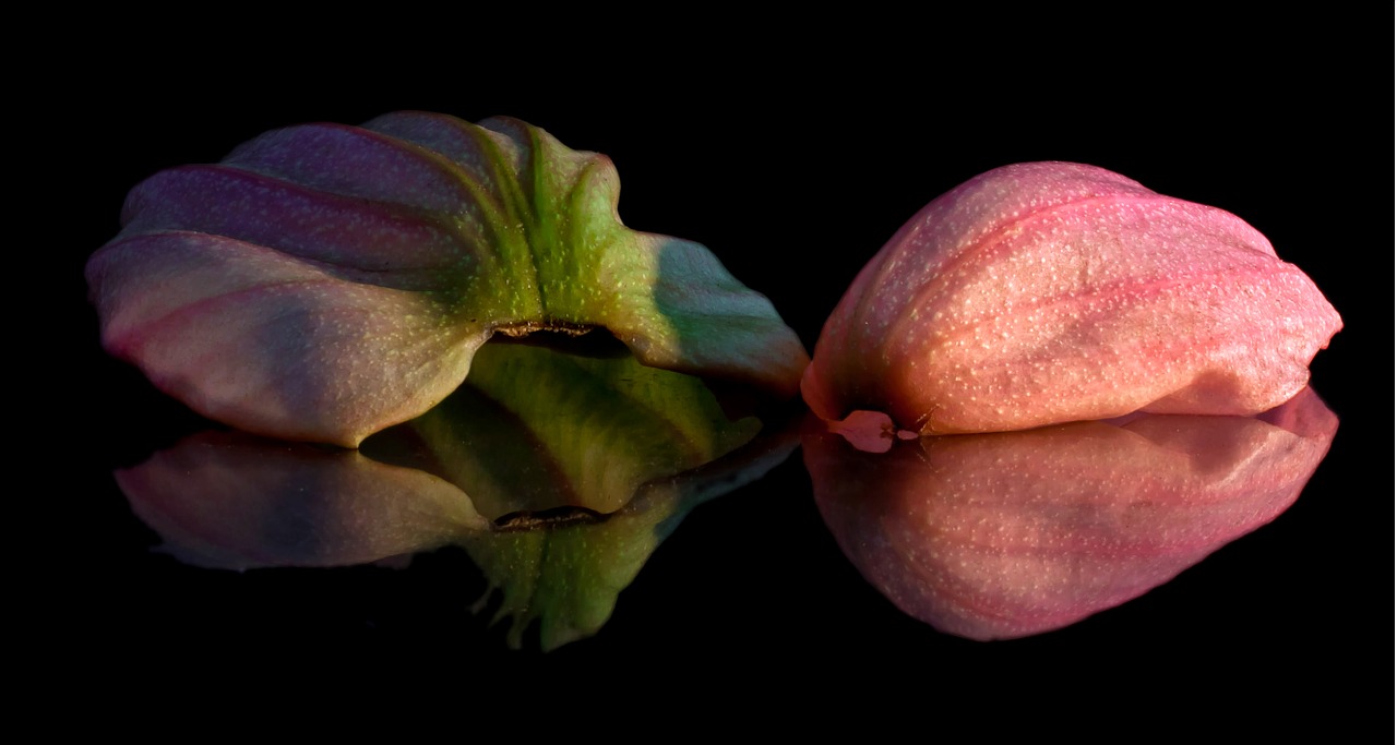 medinilla petal mirroring free photo