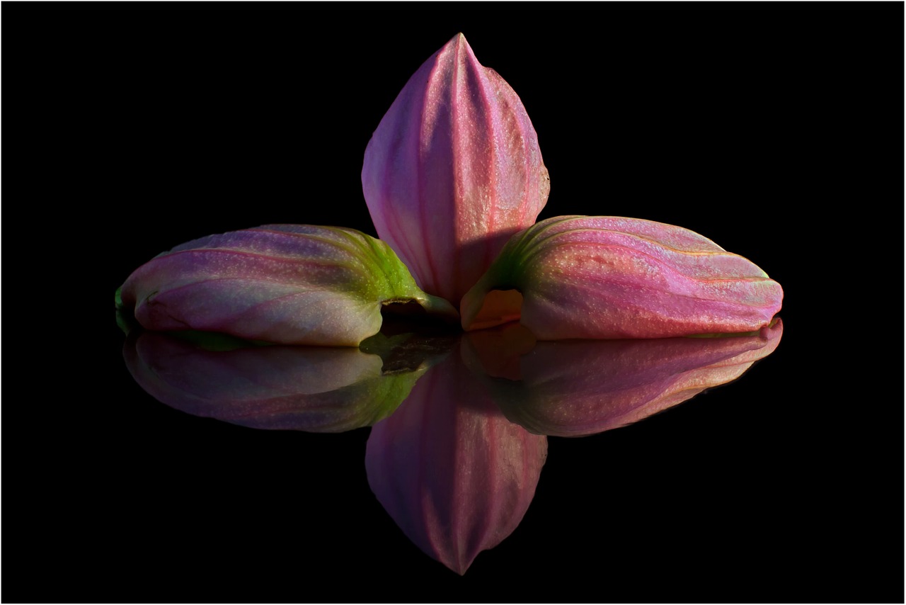 medinilla petal mirroring free photo