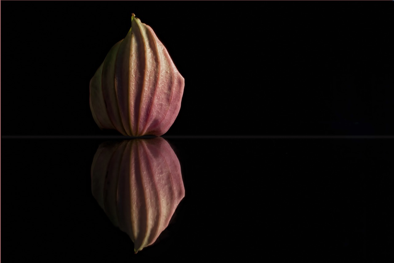 medinilla petal mirroring free photo