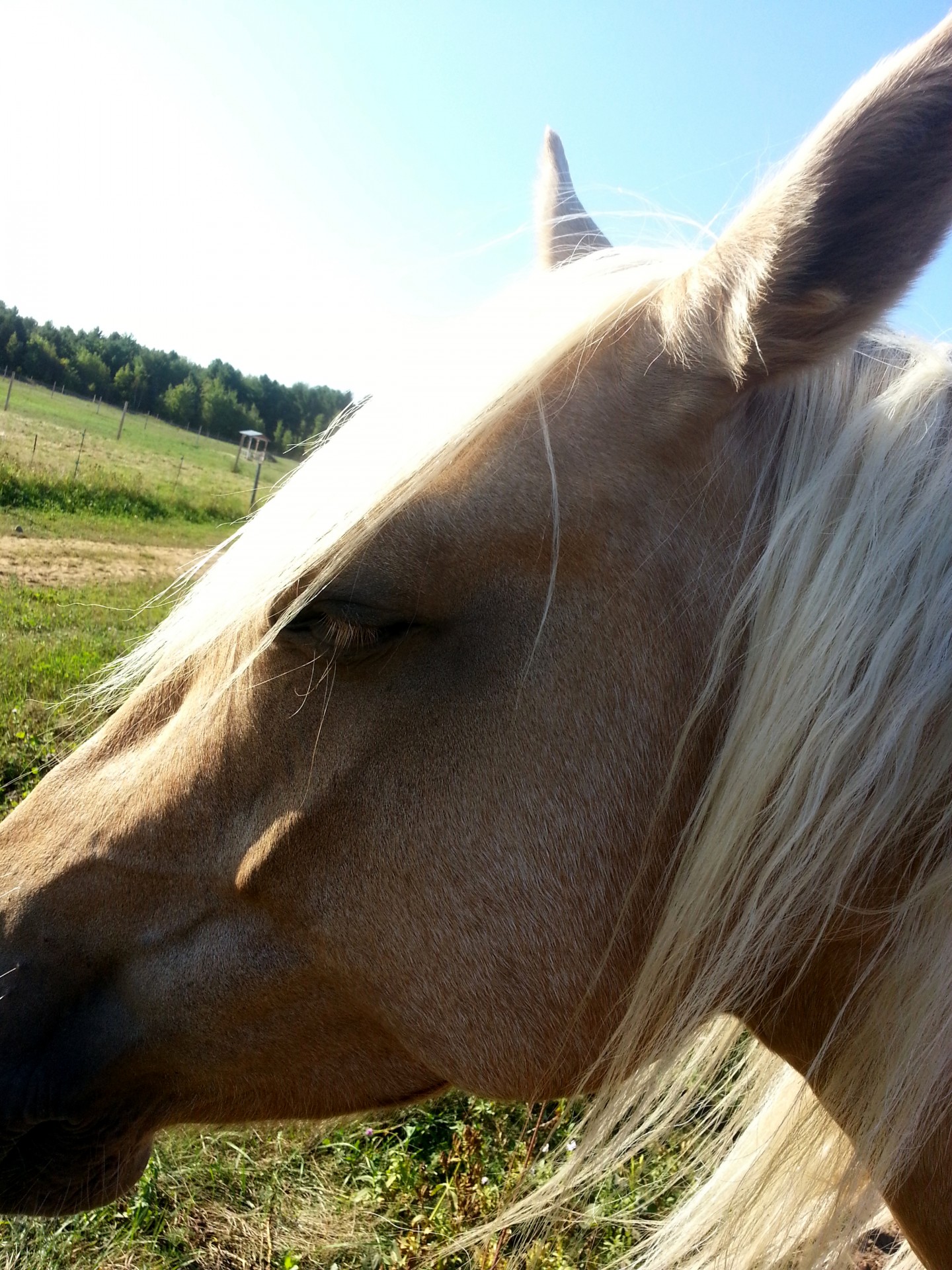 horse horses meditation free photo