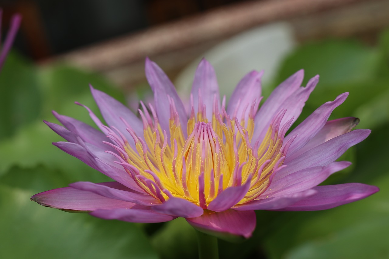 meditation  purple flower  yellow free photo