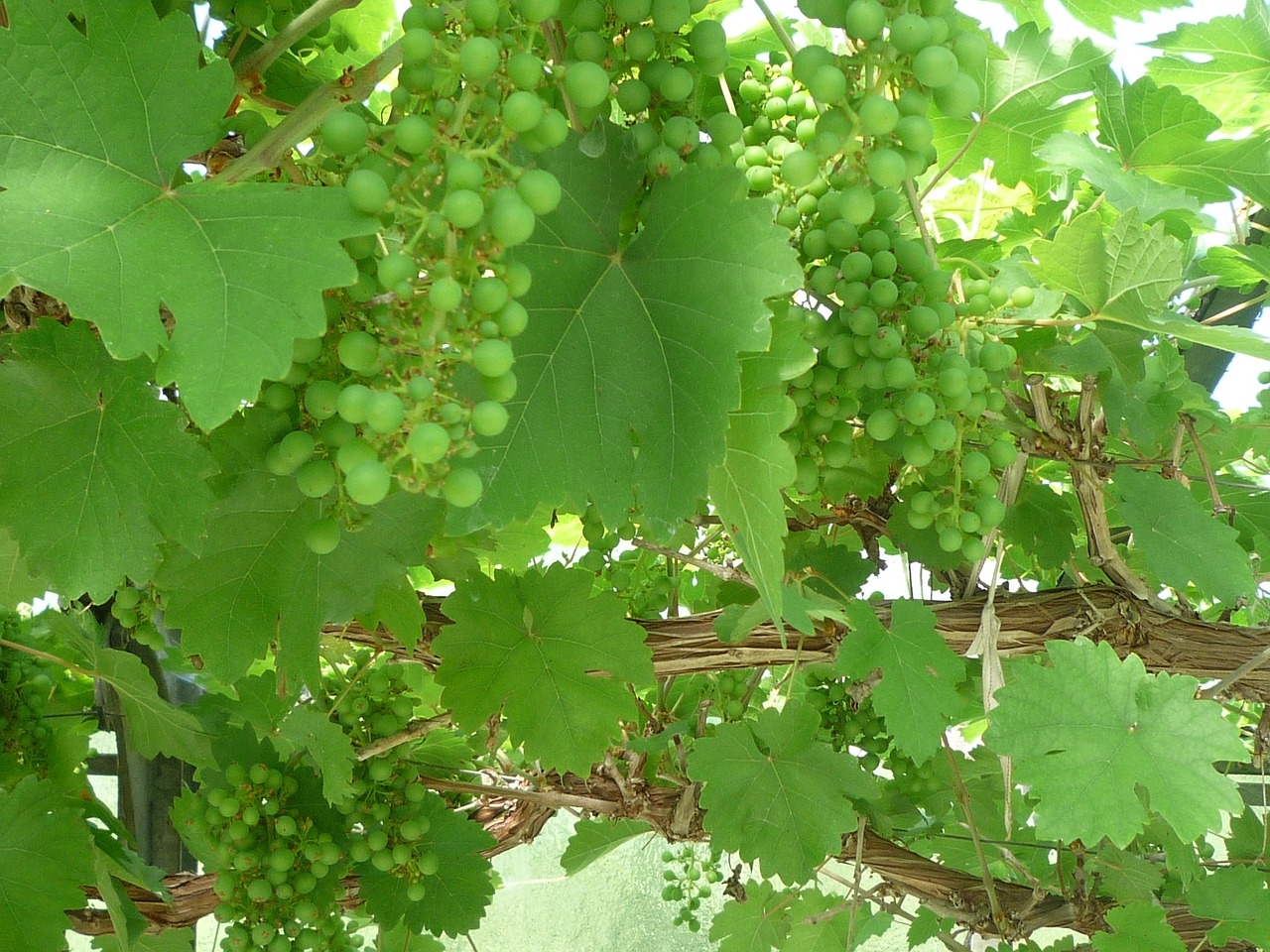 mediterranean grapes greenhouse free photo