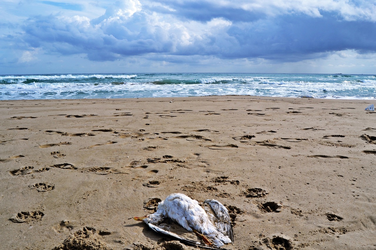mediterranean beach seagull free photo