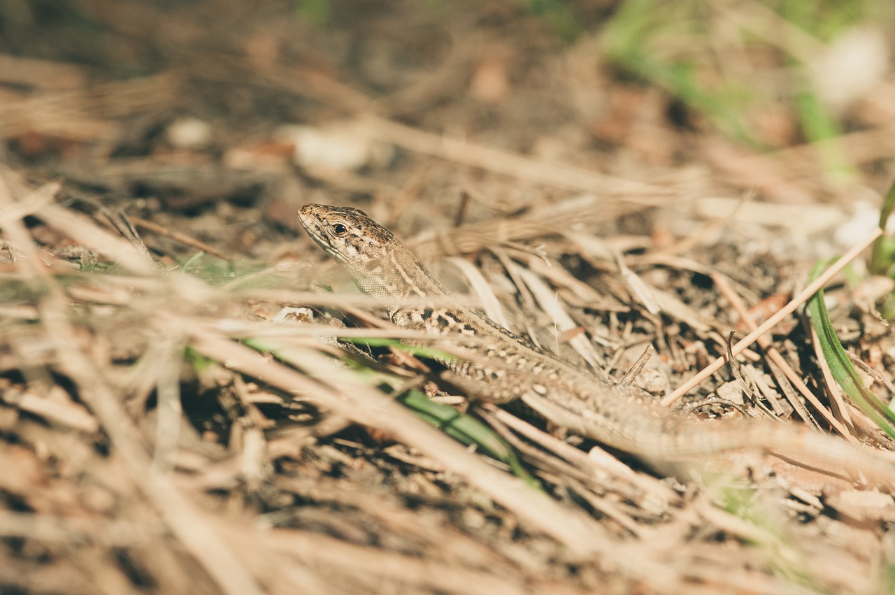 mediterranean  lizard  animal world free photo