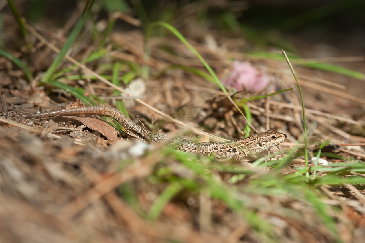 mediterranean  lizard  animal world free photo