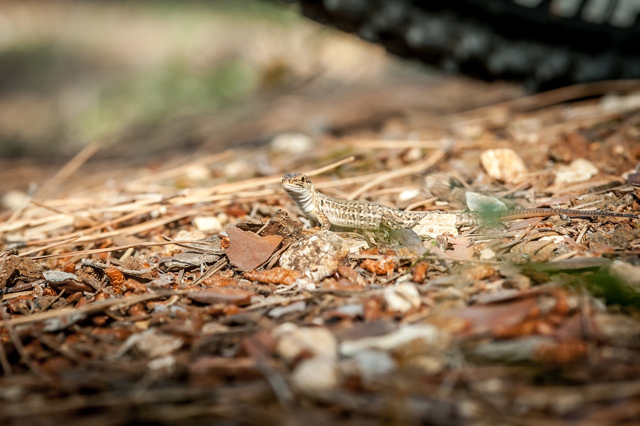 mediterranean  lizard  animal world free photo