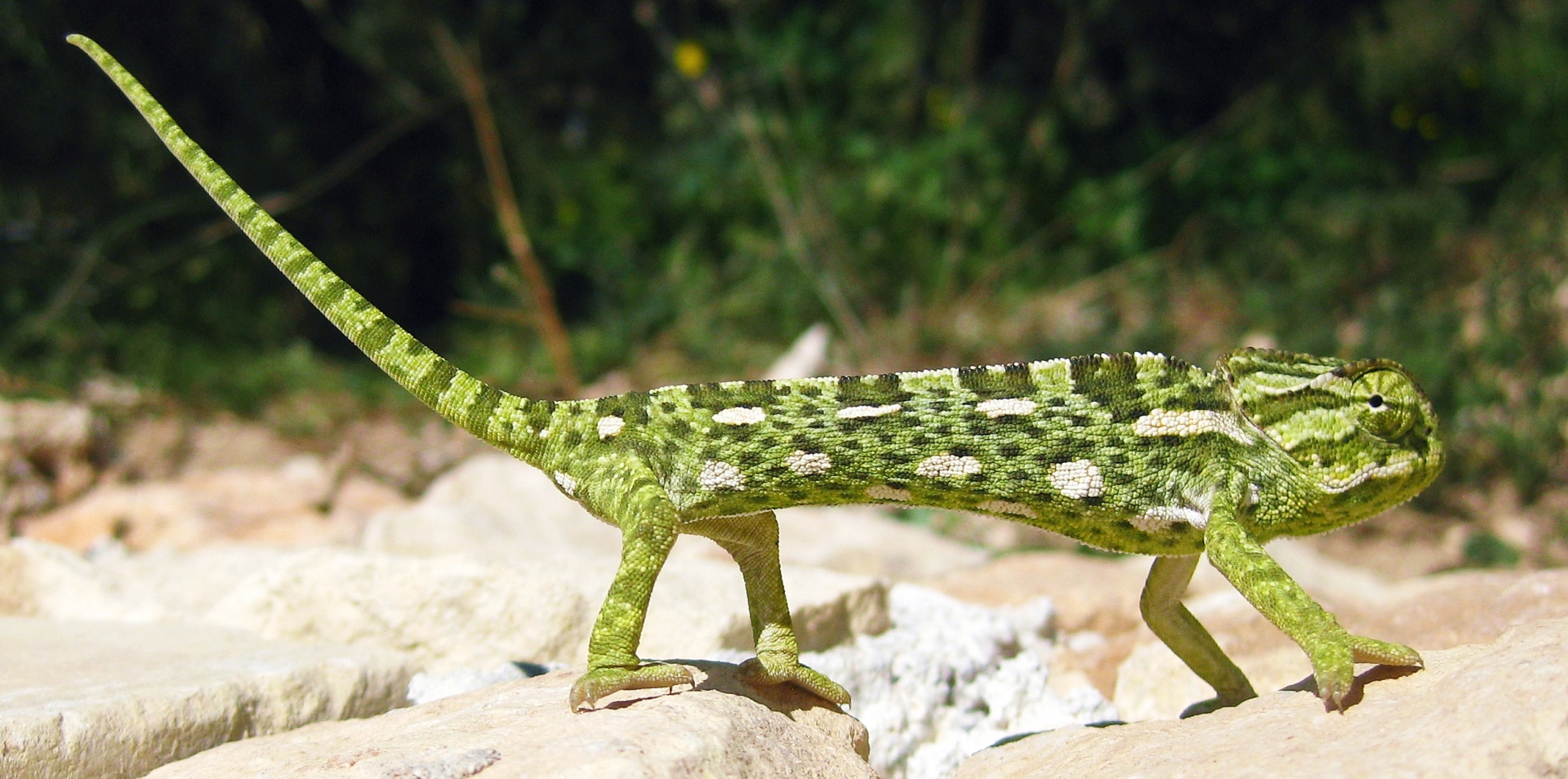 chameleon mediterranean chameleon lizard free photo