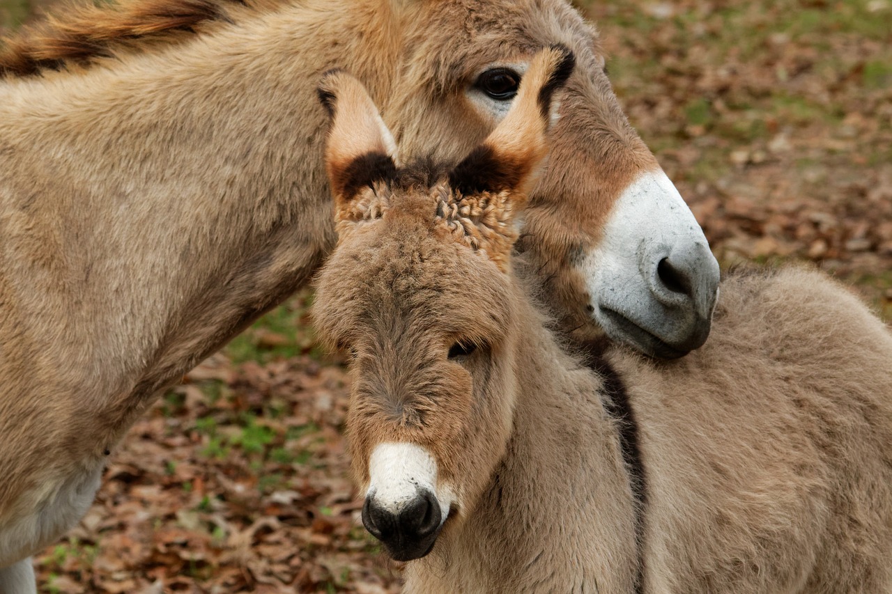 mediterranean donkey cute animal free photo