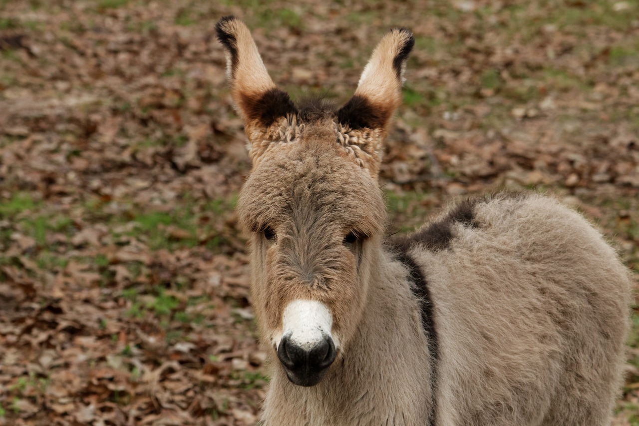 mediterranean donkey donkey baby free photo