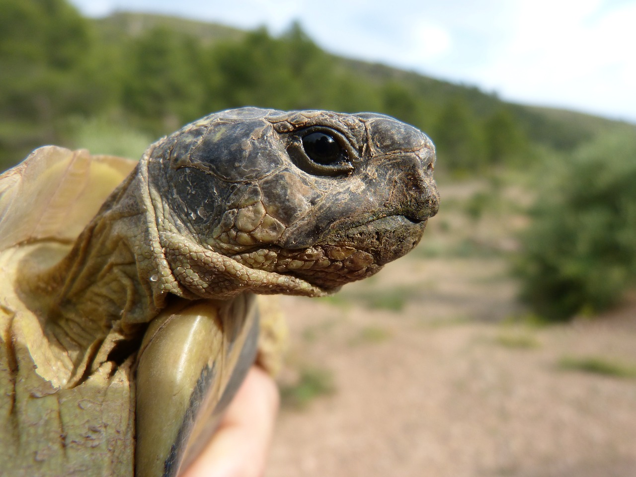 mediterranean tortoise look priorat free photo