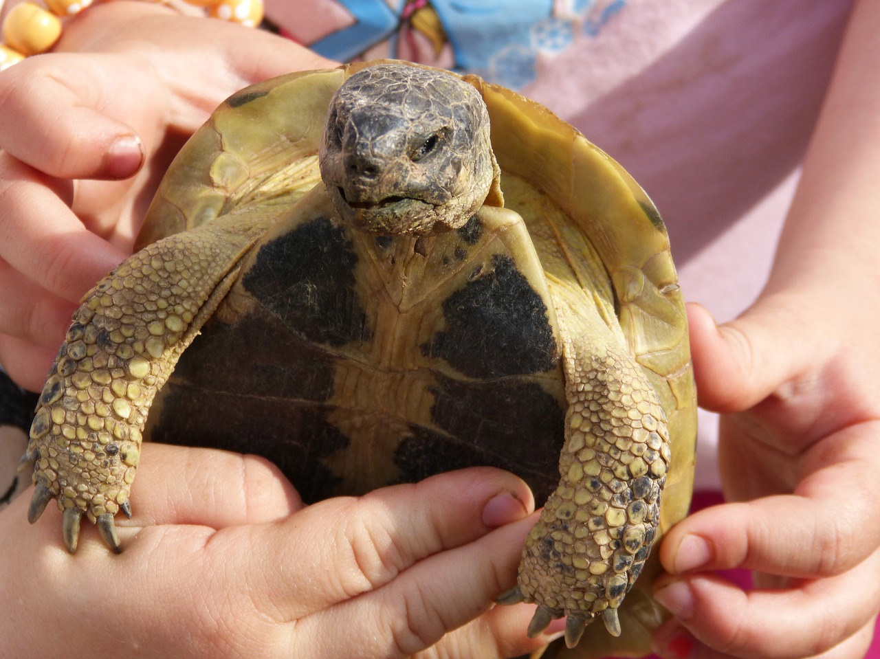 mediterranean tortoise child hands free photo