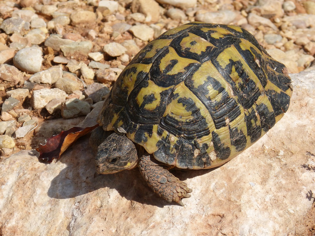 mediterranean tortoise turtle priorat free photo