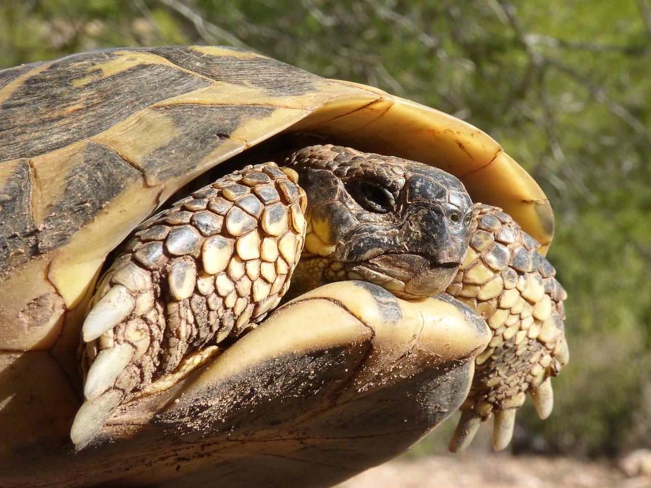 mediterranean tortoise turtle protected species free photo