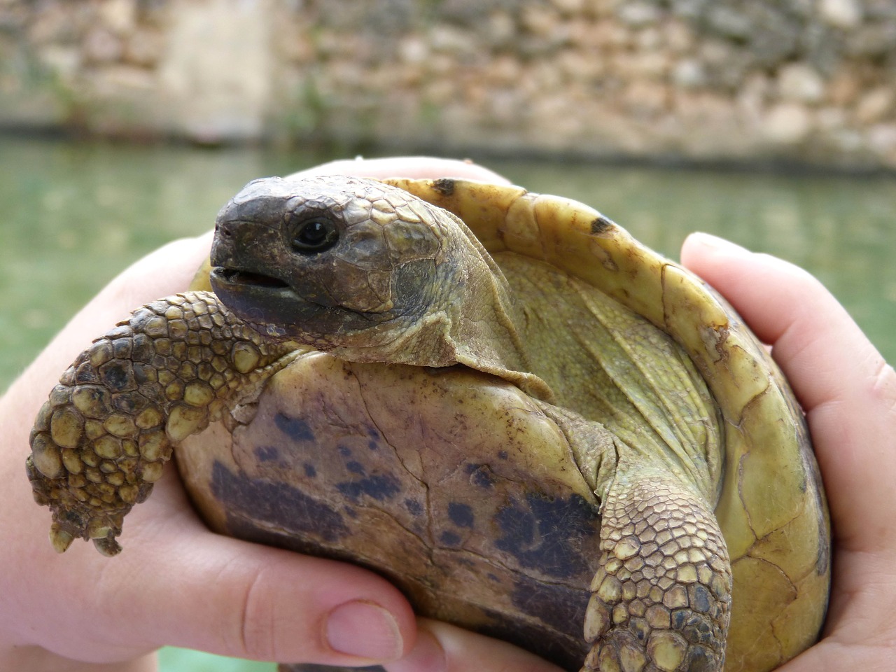 mediterranean tortoise priorat montsant free photo