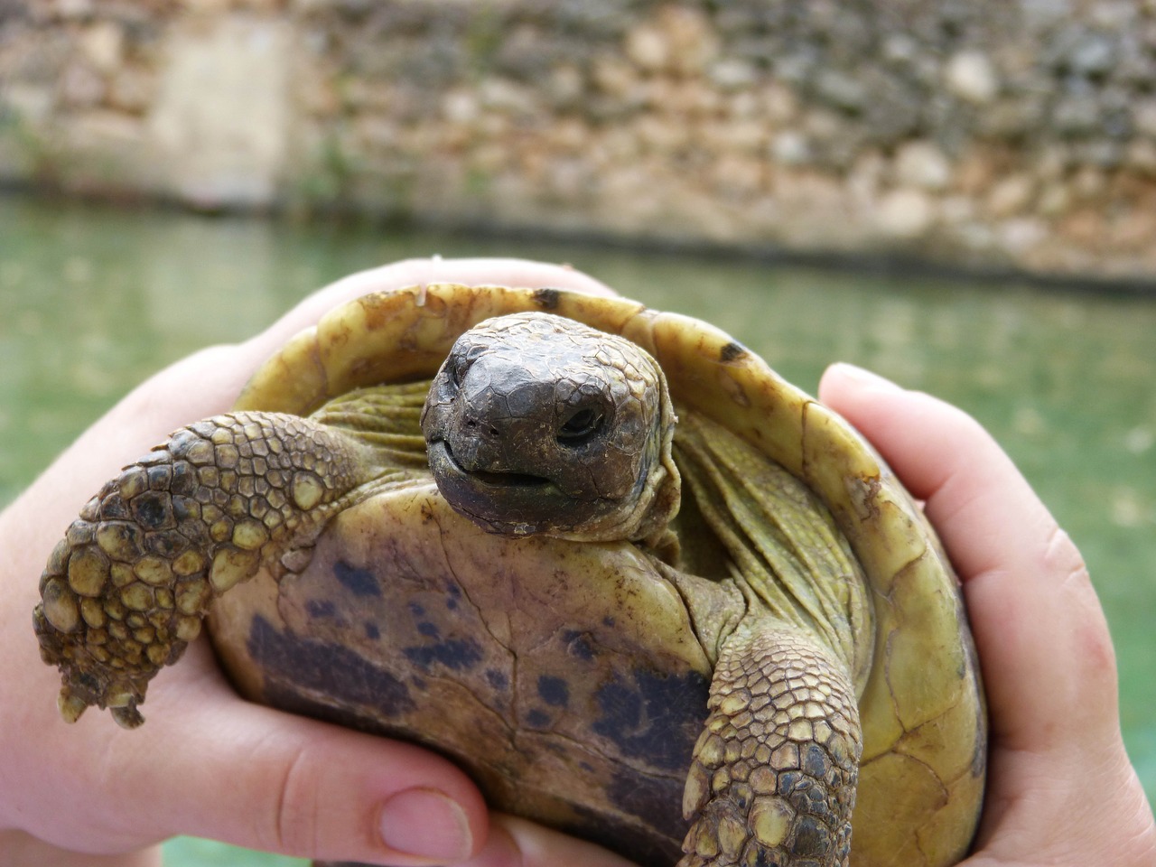 mediterranean tortoise priorat montsant free photo