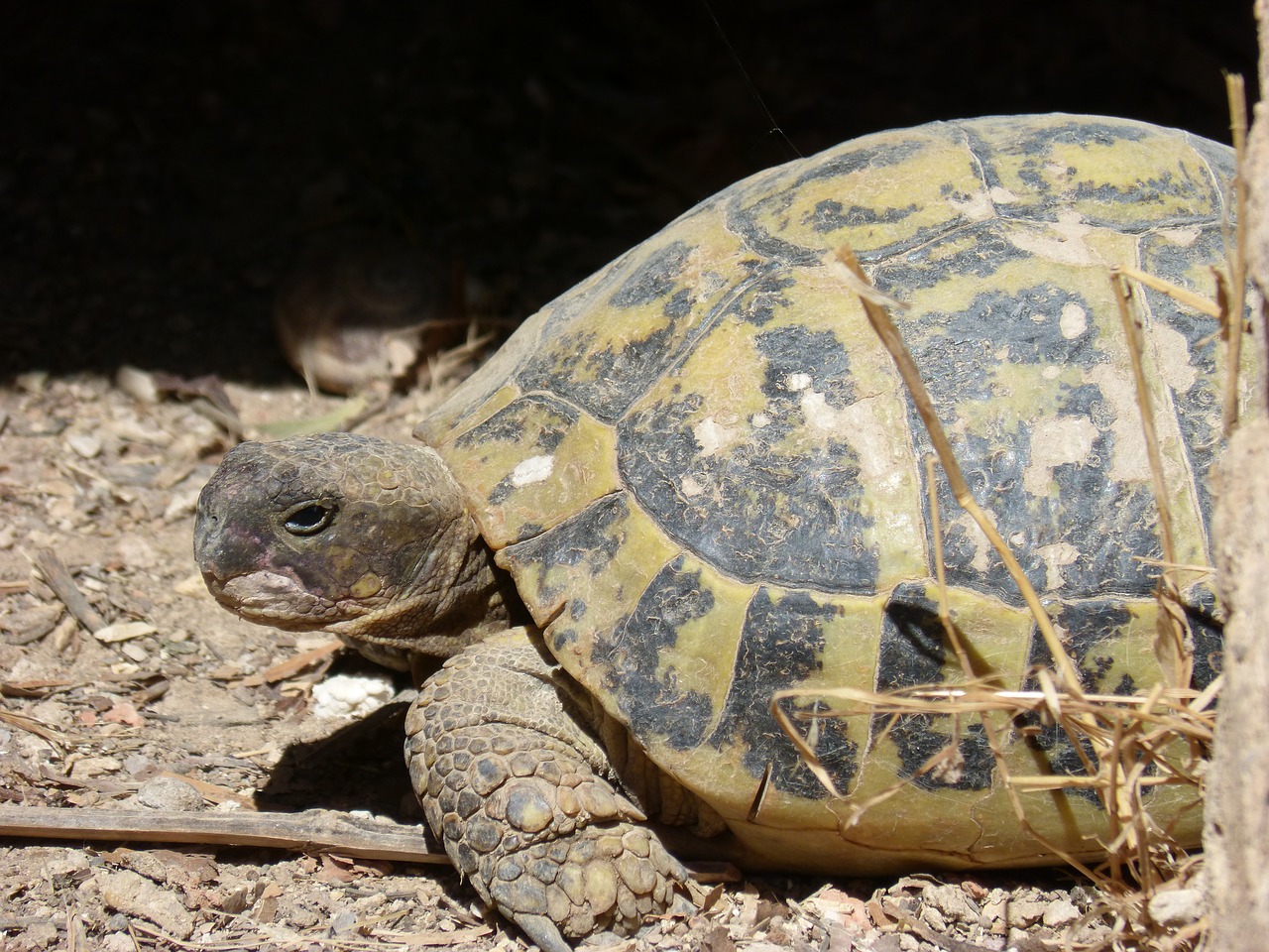 mediterranean tortoise hideout protected species free photo