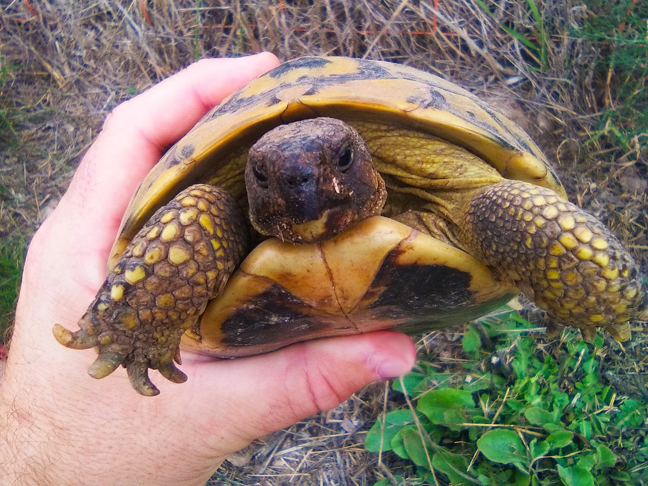 mediterranean tortoise hand pins free photo