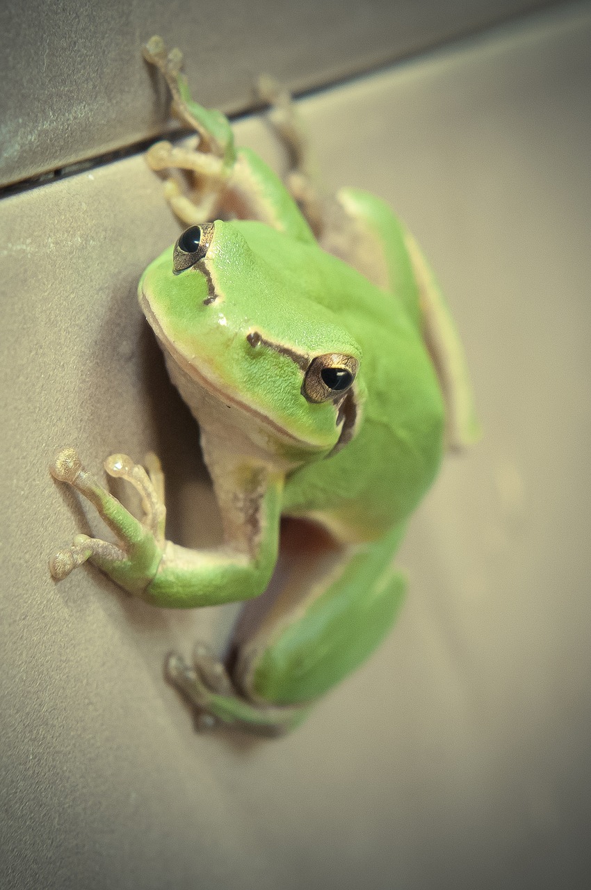 mediterranean tree frog frog wall free photo