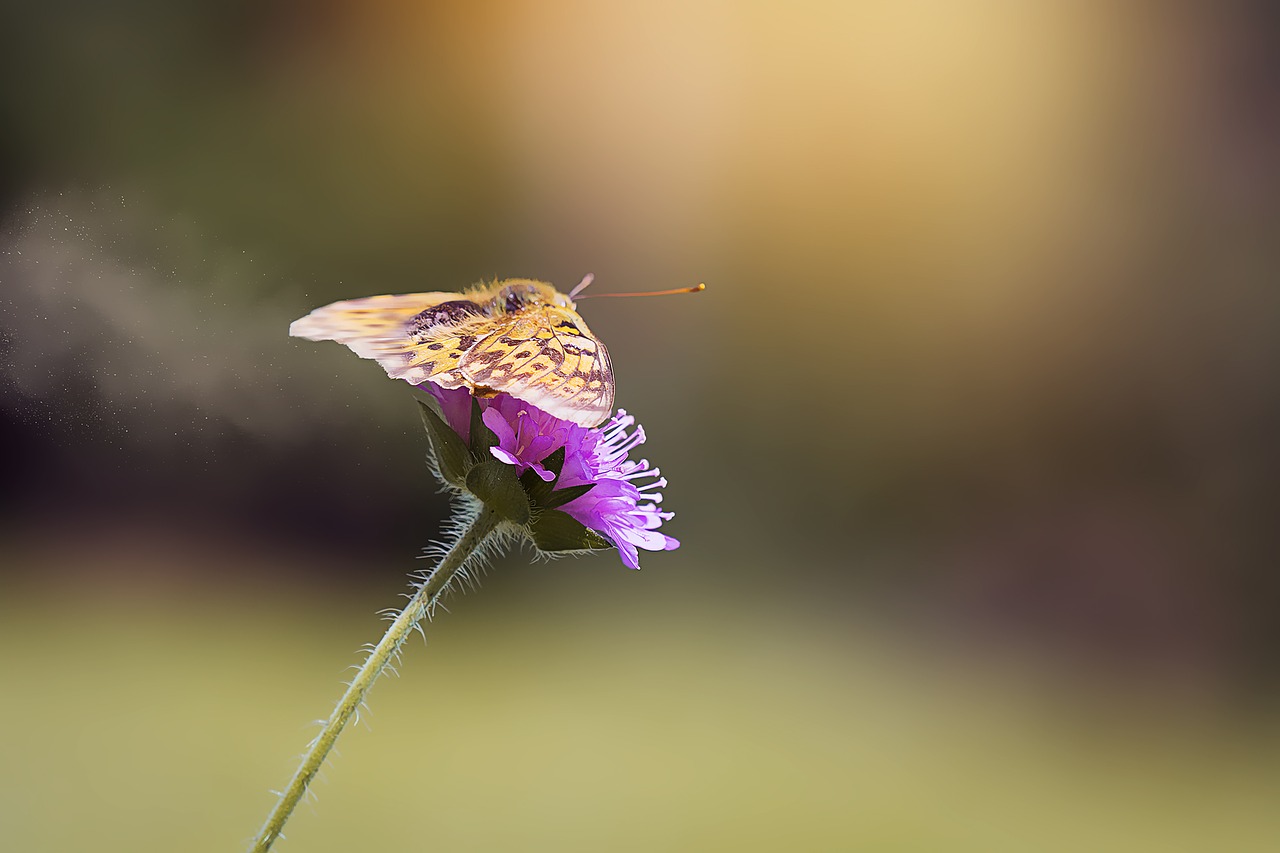 medium-sized fritillary argynnis niobe edelfalter free photo